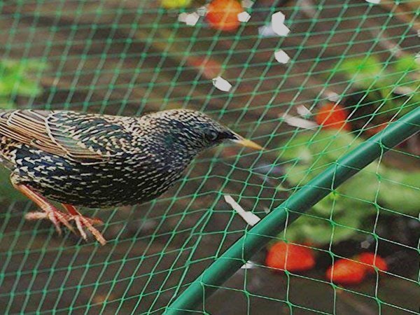 Anti-Bird-Netting-Application-1